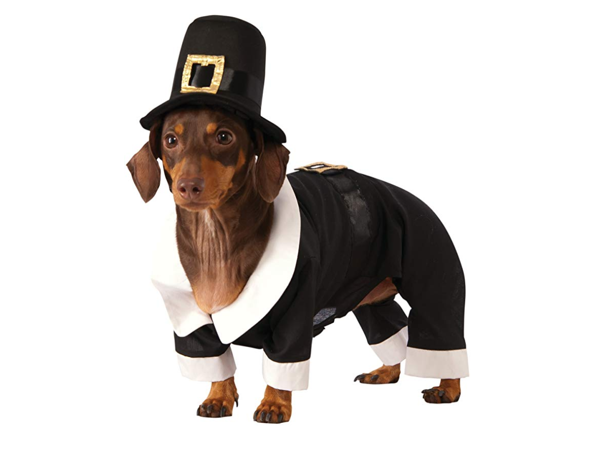 Thanksgiving Costumes for the Whole Family - Rubie's Pilgrim Boy Dog Costume - Mad Halloween