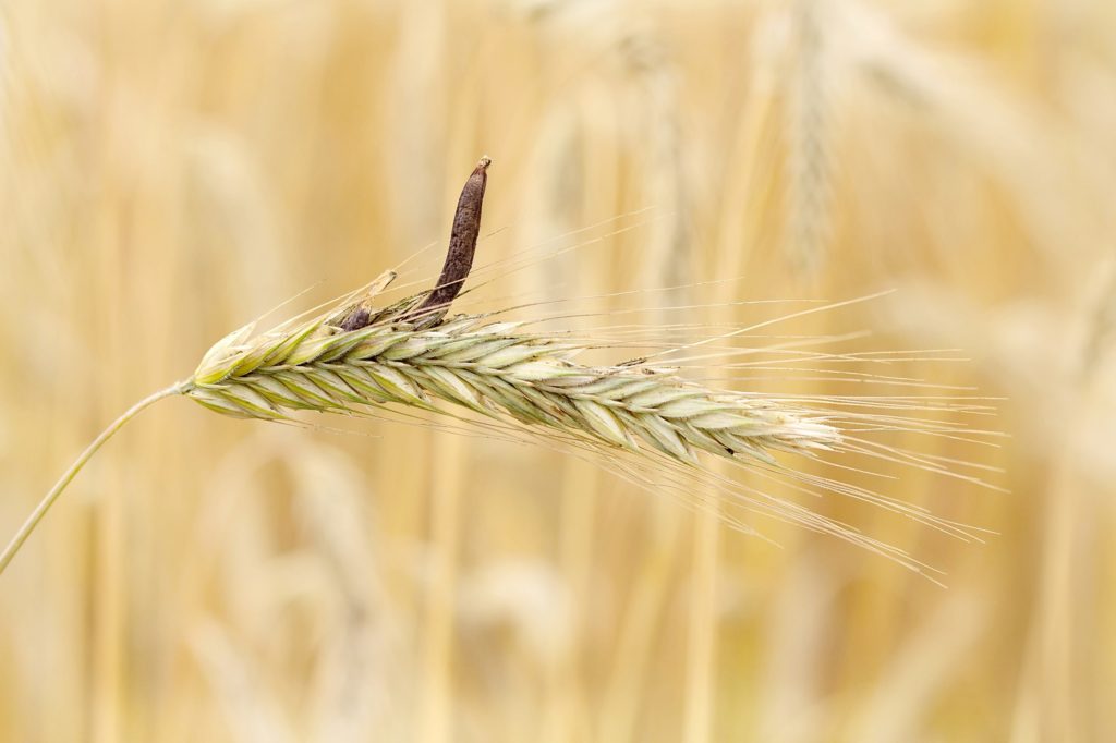 The fungus Claviceps purpurea, also known as ergot - Salem Witch Trials - Mad Halloween