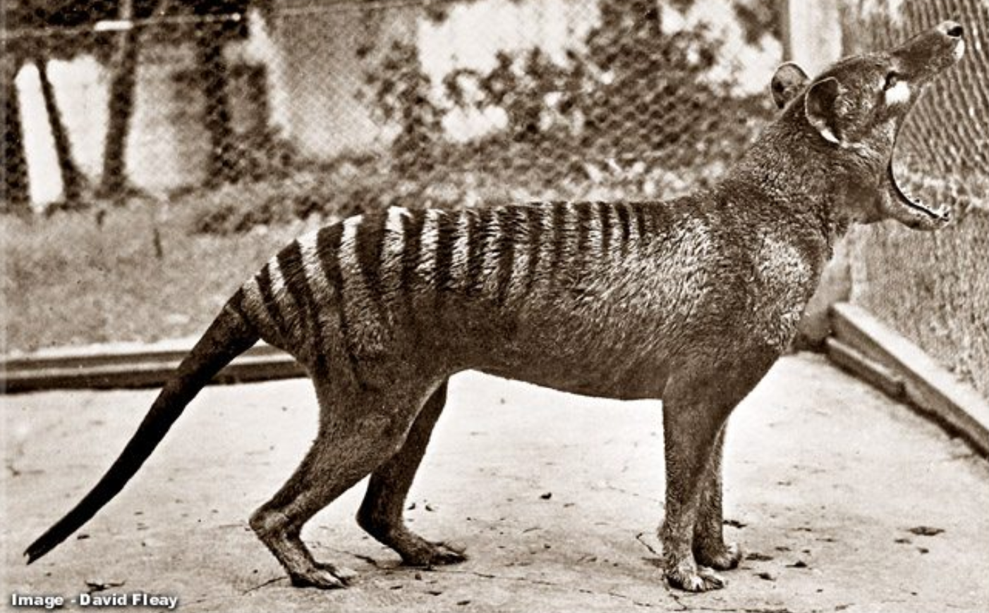 Last Captive Thylacine 'Benjamin' 1933 Image by Dr. David Fleay 