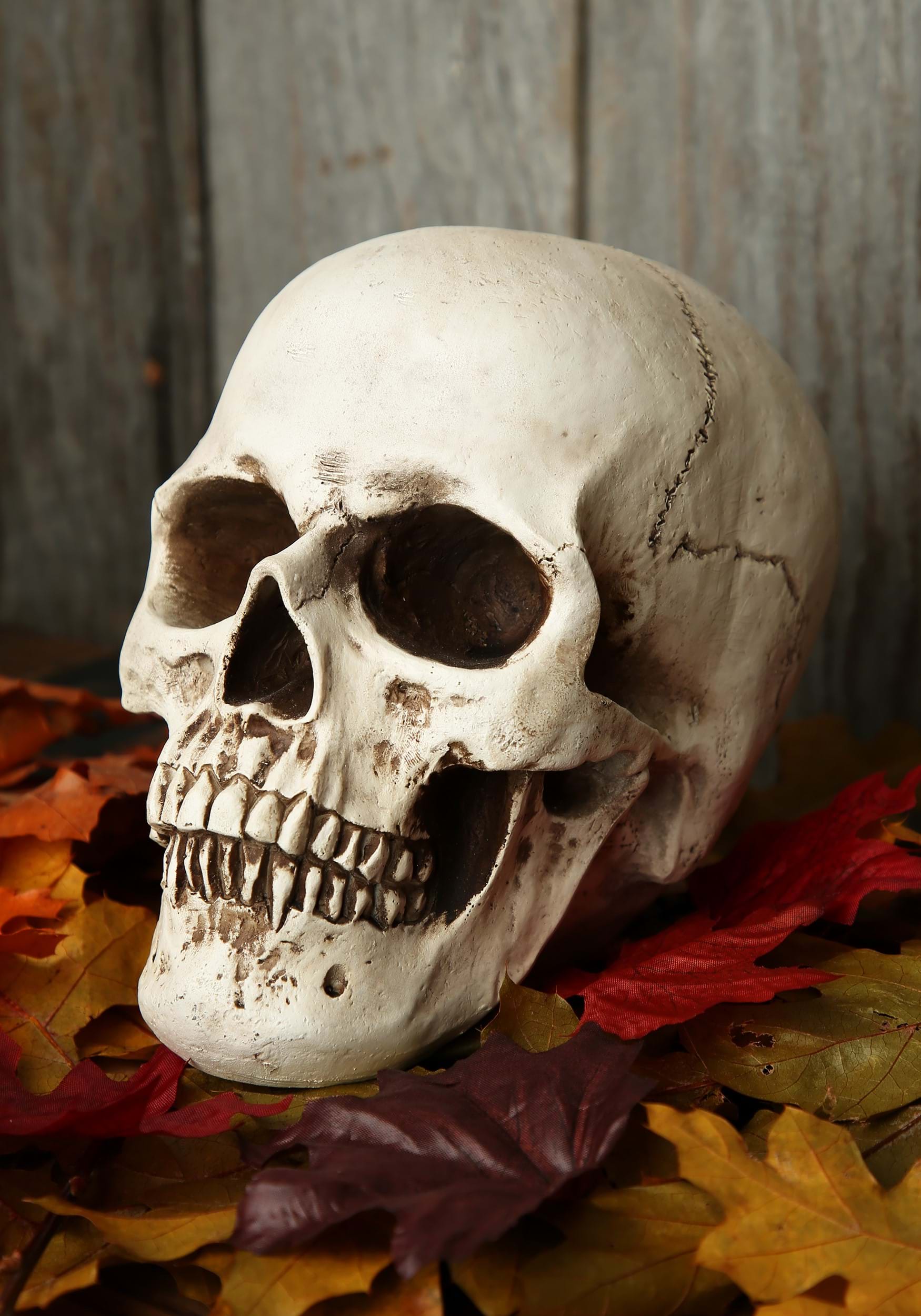 Scary Halloween Decor - Realistic Deluxe Skull Prop