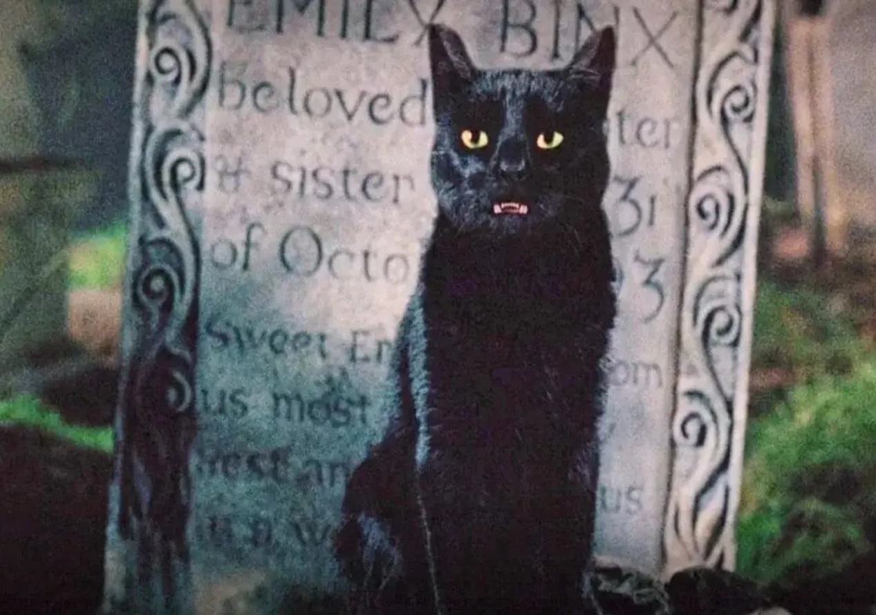 Thackery Binx, Black Cat in Hocus Pocus Movie - Mad Halloween