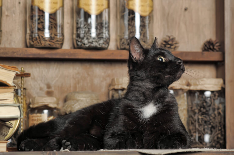 History Of Black Cats, Bad Luck, Witches, And Halloween - Mad Halloween